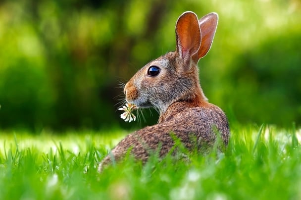 rabbit.jpg