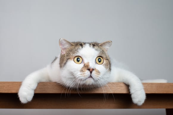 iStock-1128004359