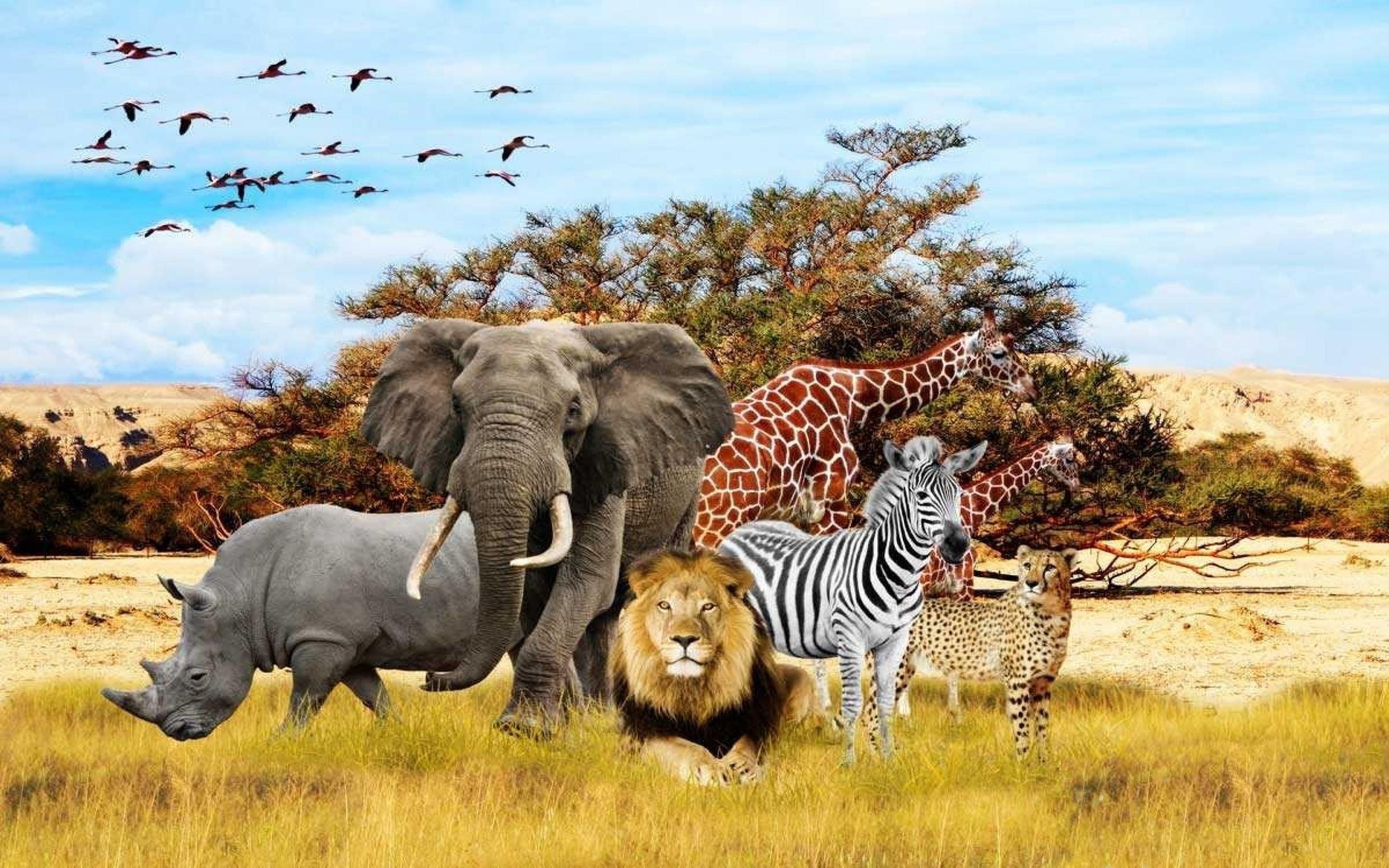 safari