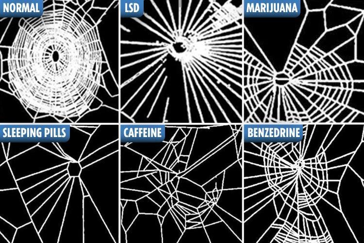 spider